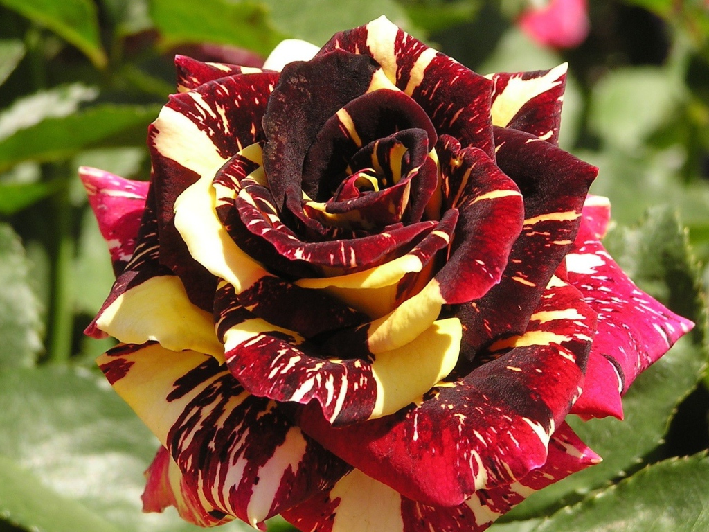 Разноцветная роза