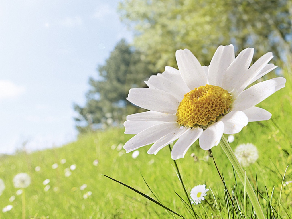 Полевая ромашка