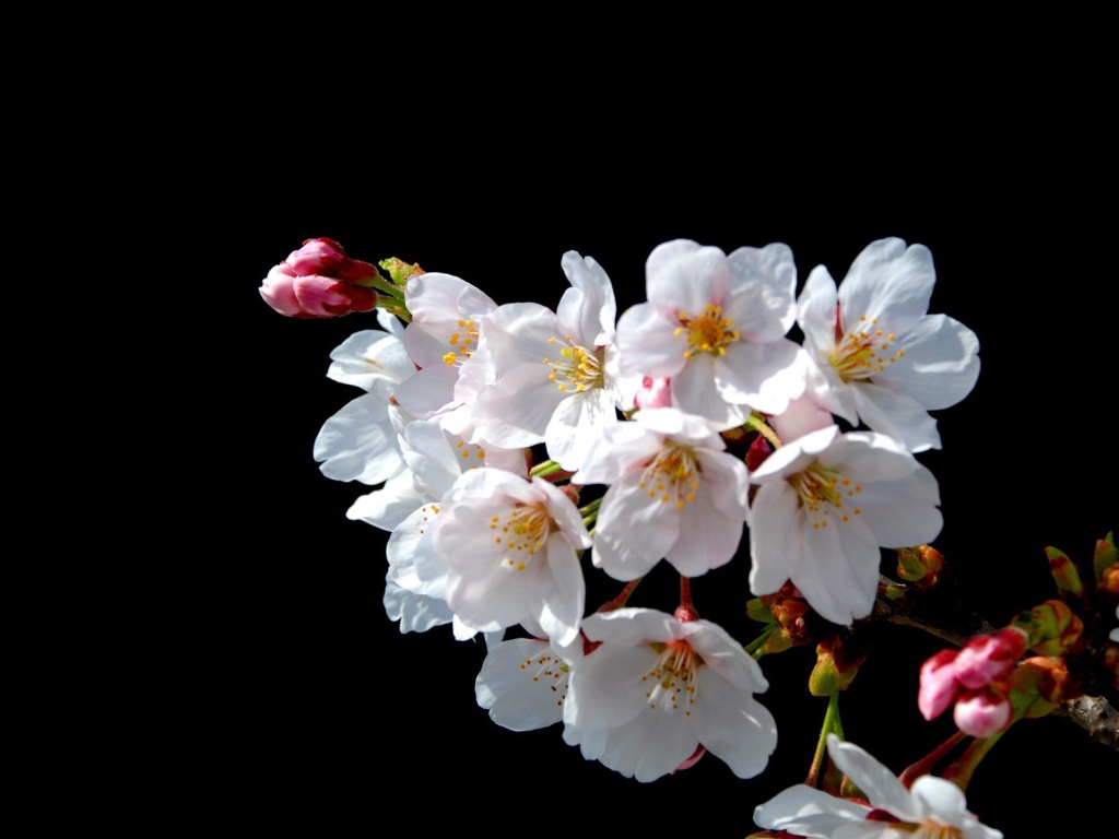Цветы Японской вишни на черном фоне