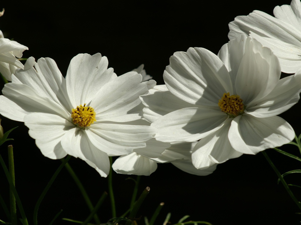 Flowers plants white