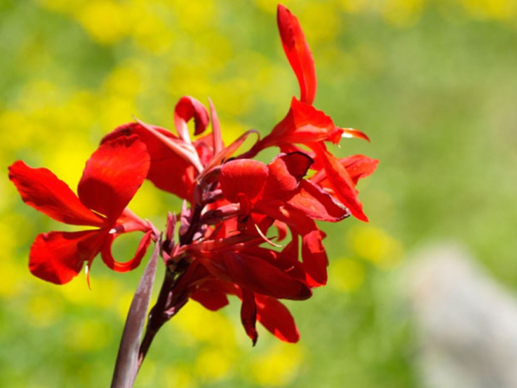 Фото красных цветов