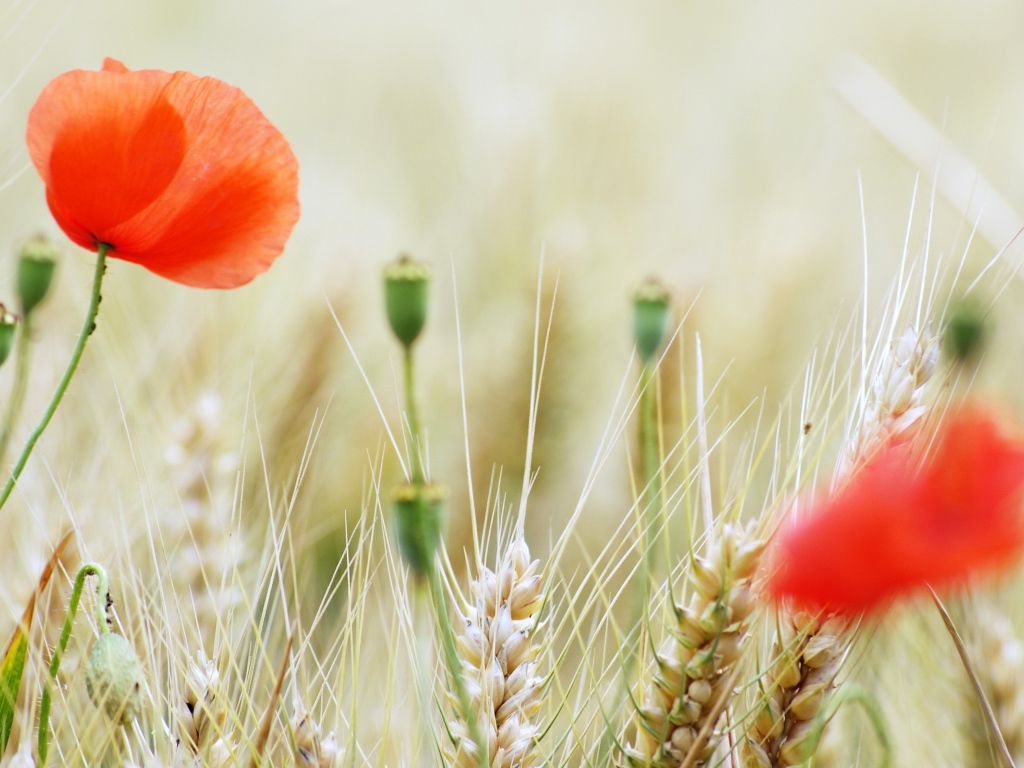 Маки на пшеничном поле