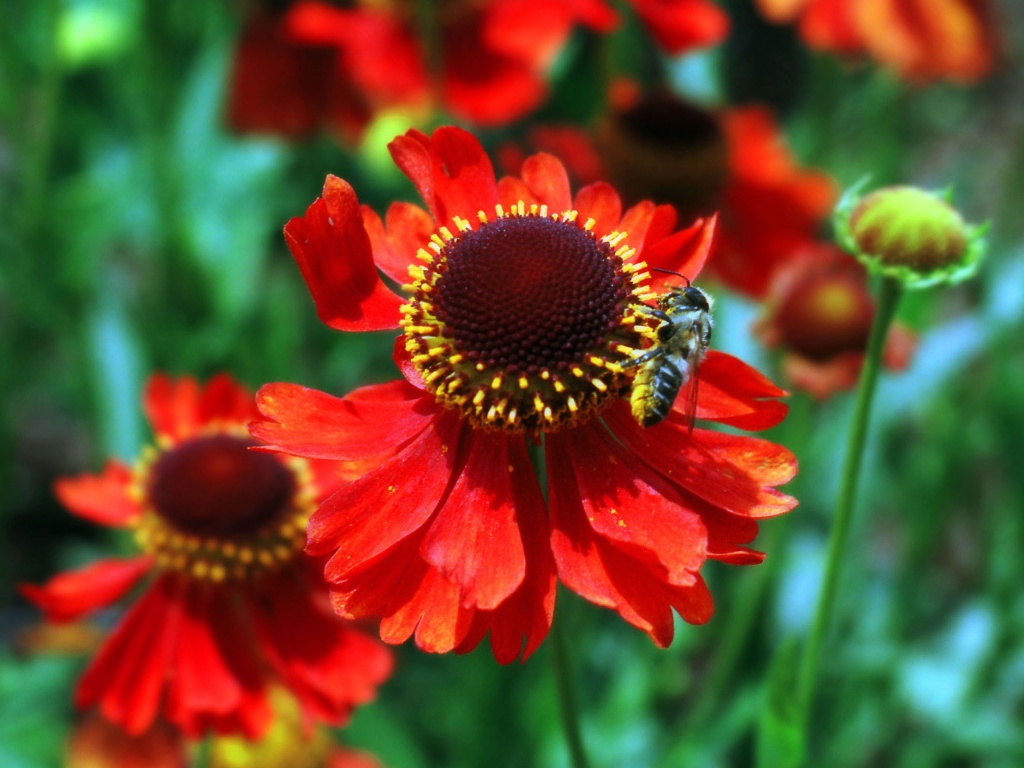 Красные цветы и пчела