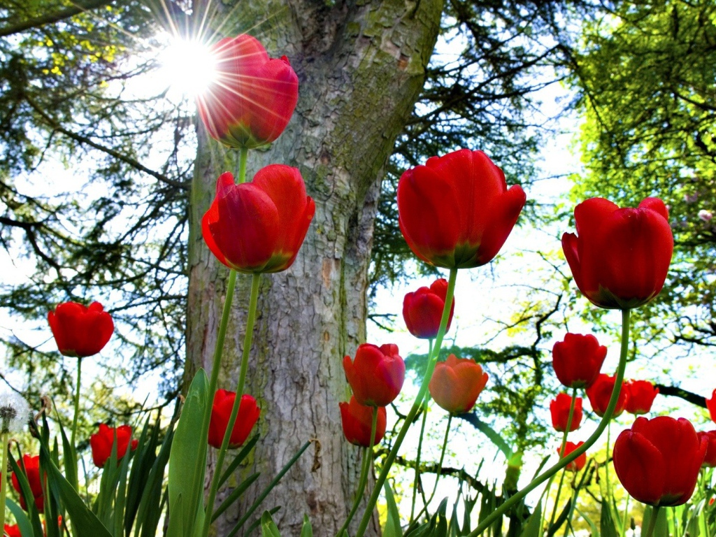Красные тюльпаны под солнцем