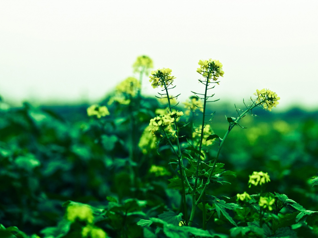 Маленькие желтые цветы