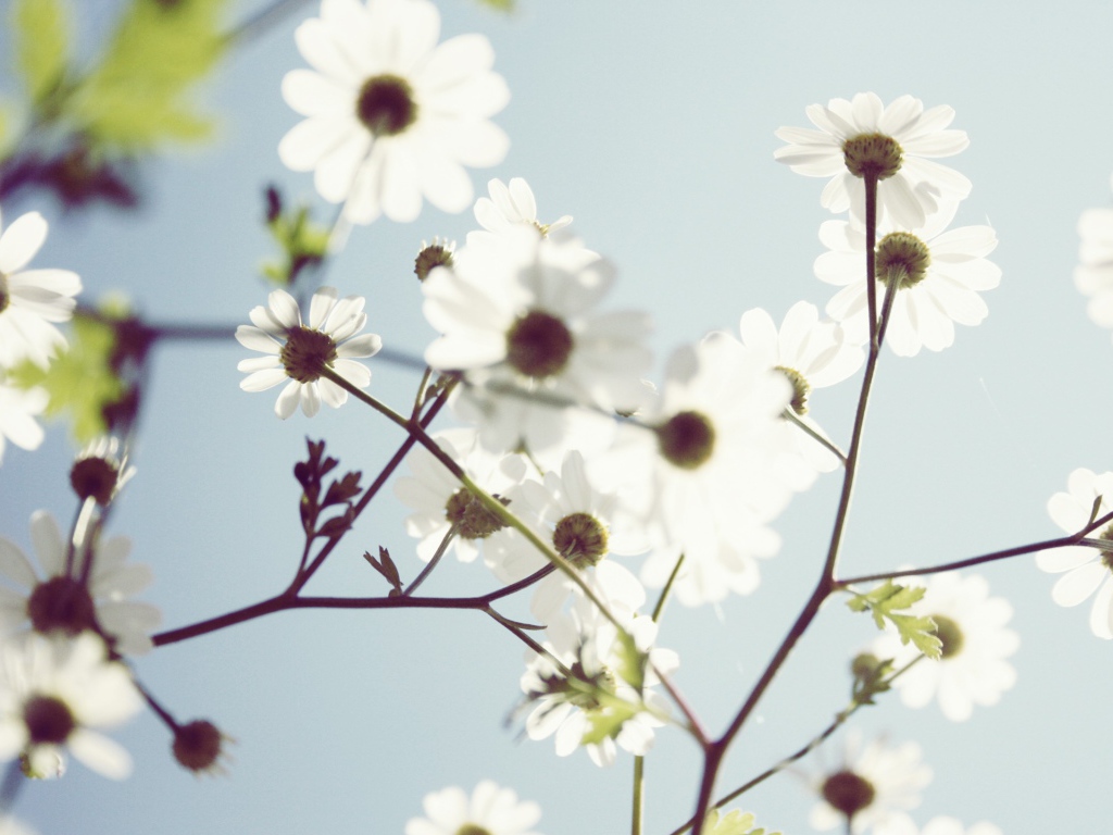 Весенние белые цветы