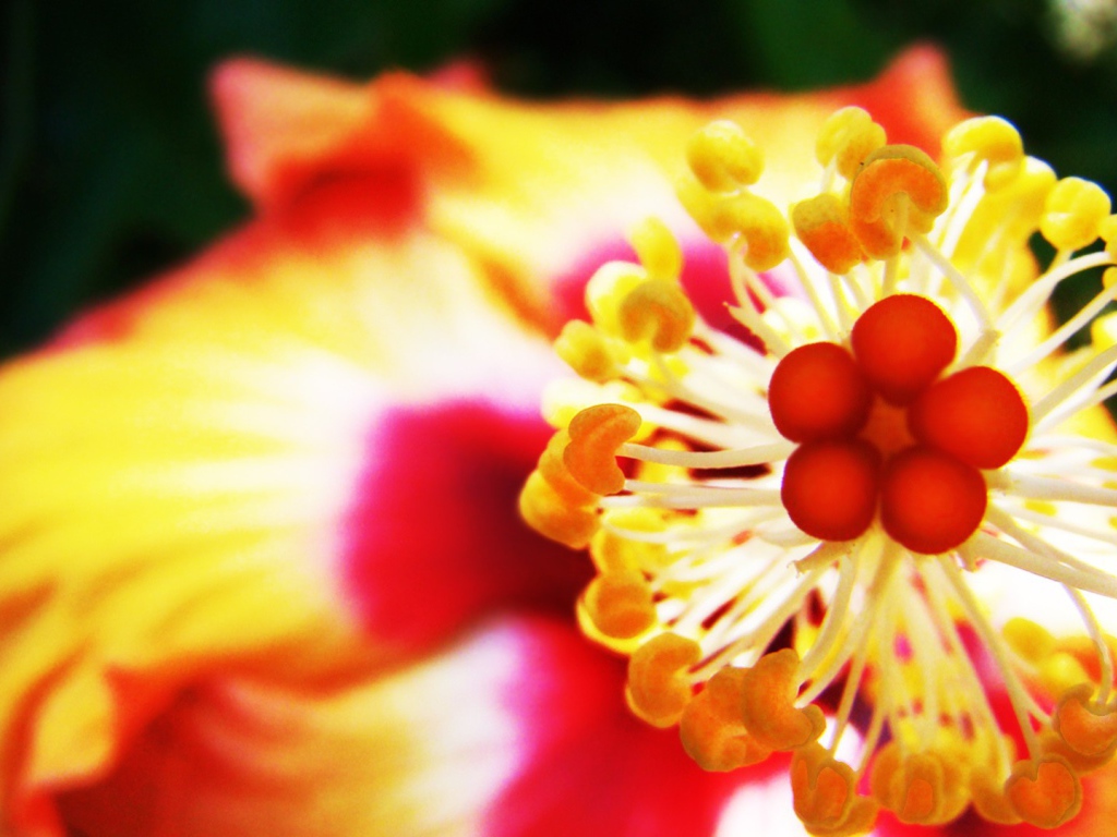 Пестик с тычинками