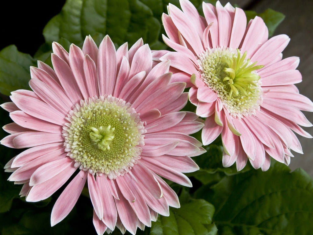 Два больших розовых цветка