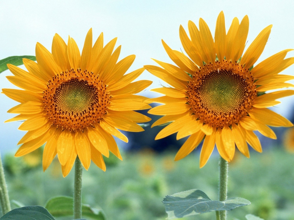 Два подсолнуха летним днем