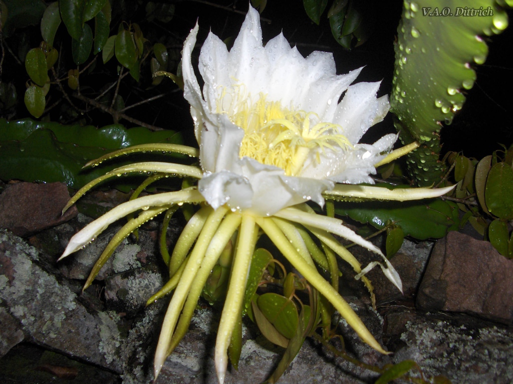 Белый цветок кактуса