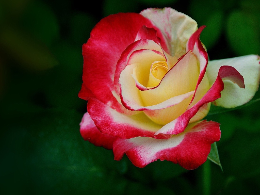 Желто-красная роза