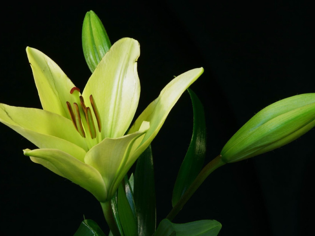 Желтая лилия и бутоны