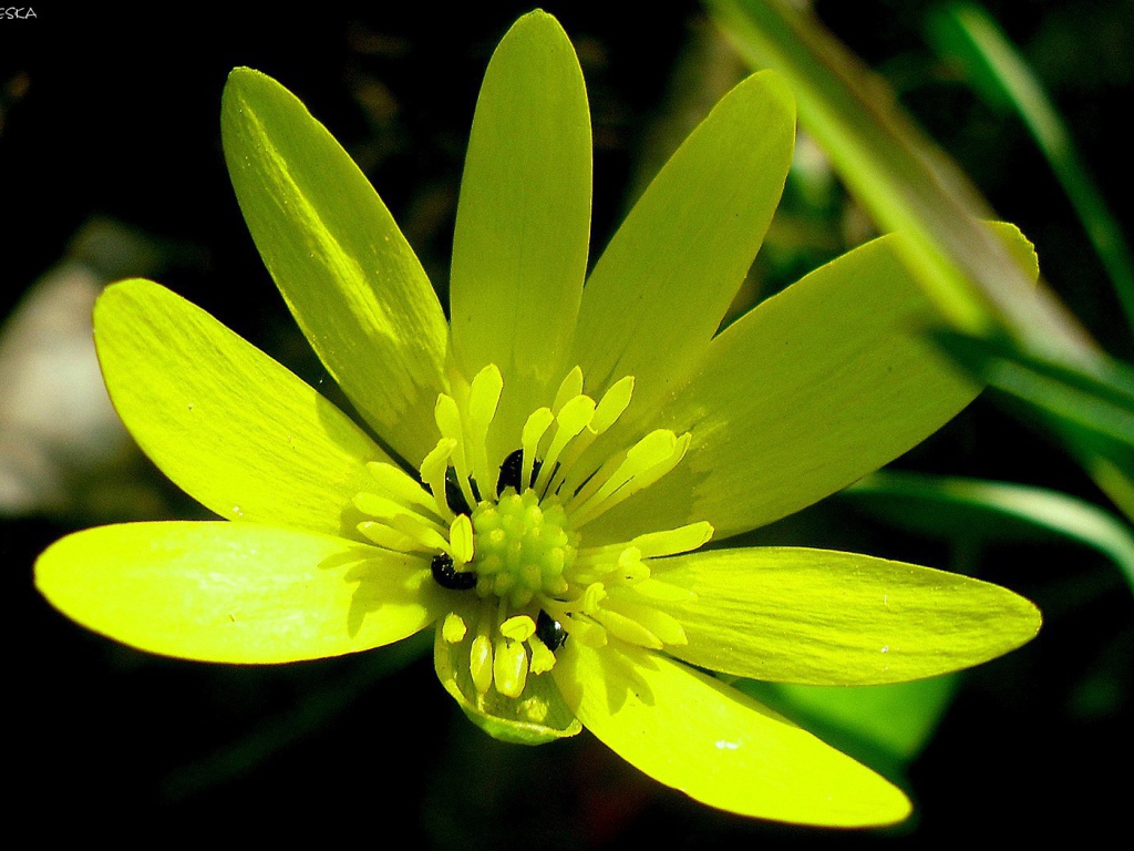 Желтый цветок с жуками