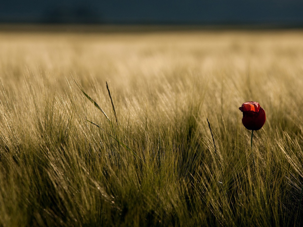 Одинокий цветок в траве