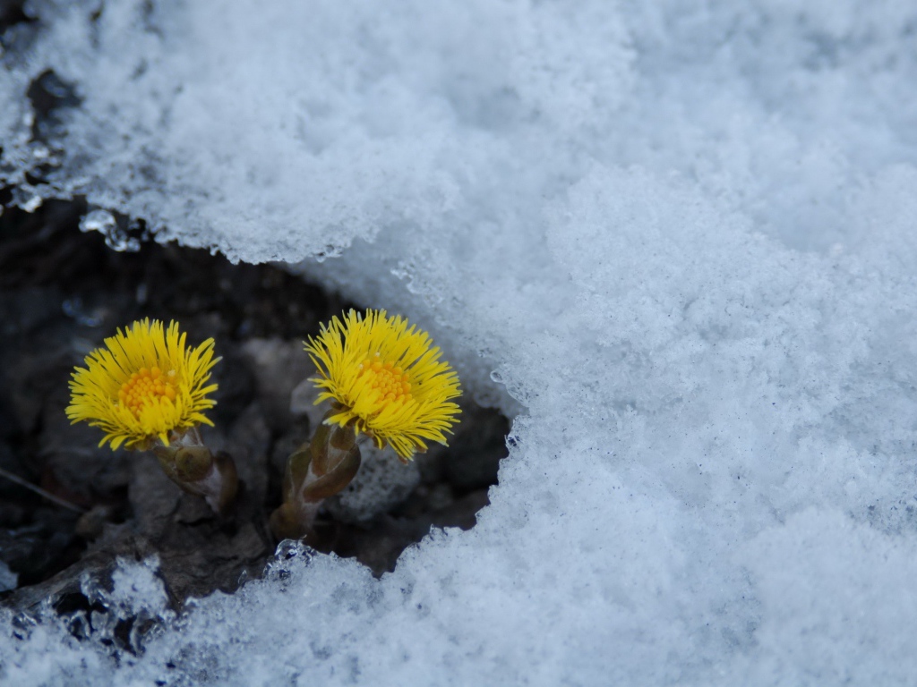 Расцвел цветок мать и мачеха