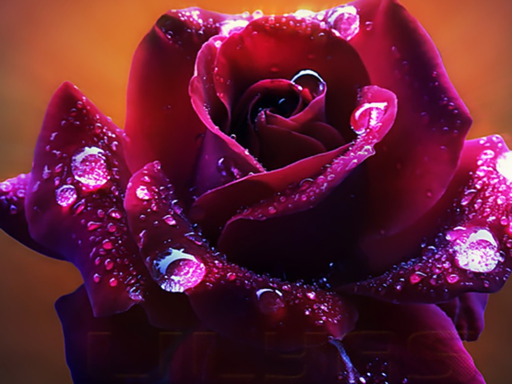 Темно красная роза