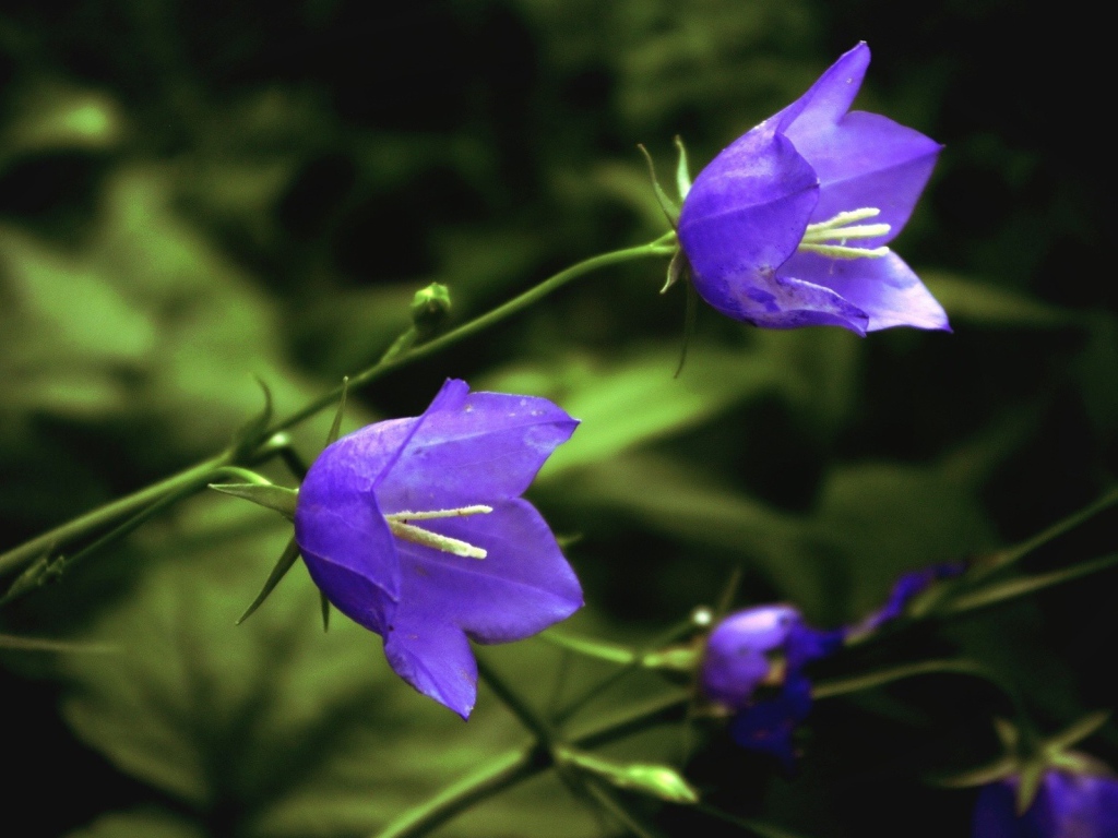 Цветы колокольчики