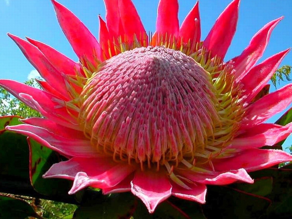 Розовый цветок кактуса