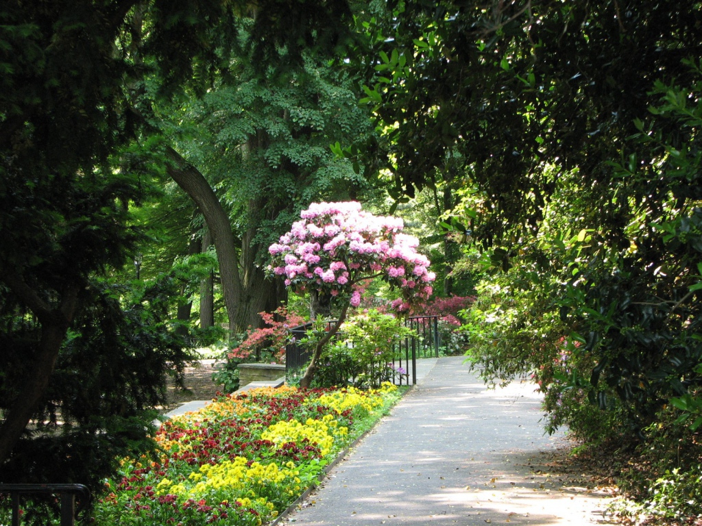 Дерево с розовыми цветами в парке