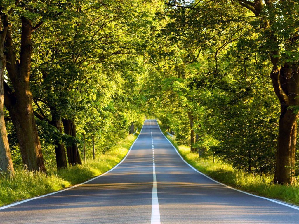 Хорошая дорога через зеленый лес