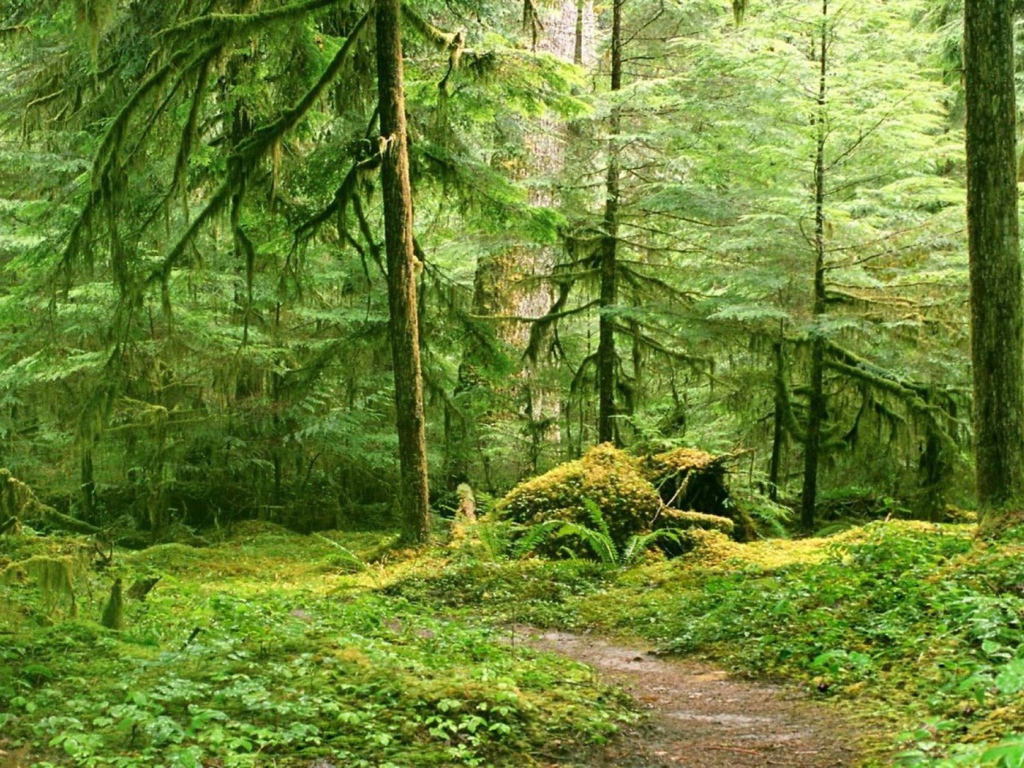 Тропинка в глухом лесу