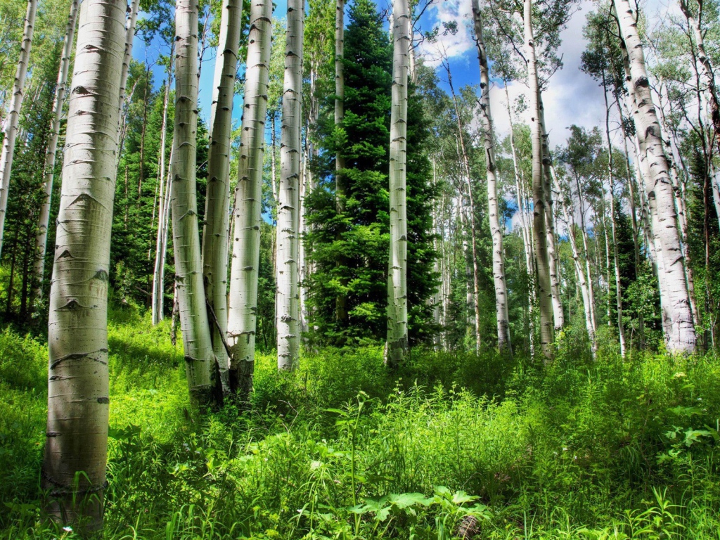 Birch forest in summer