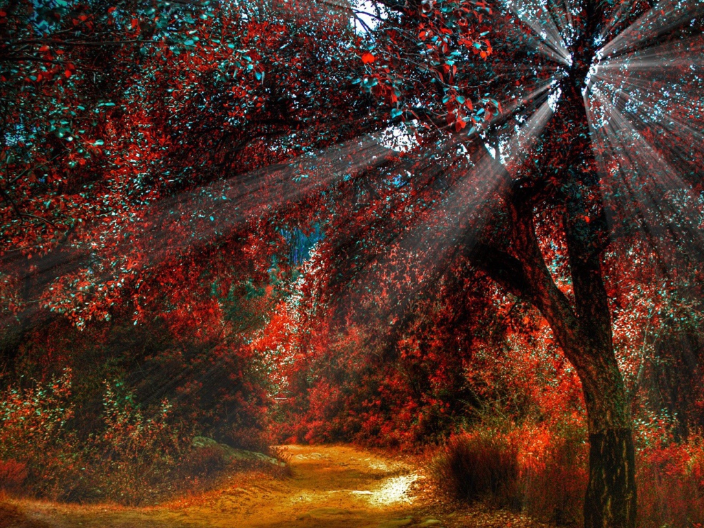 Солнечные лучи на дереве