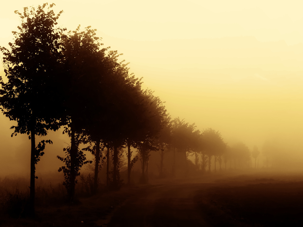 Деревья вдоль дороги