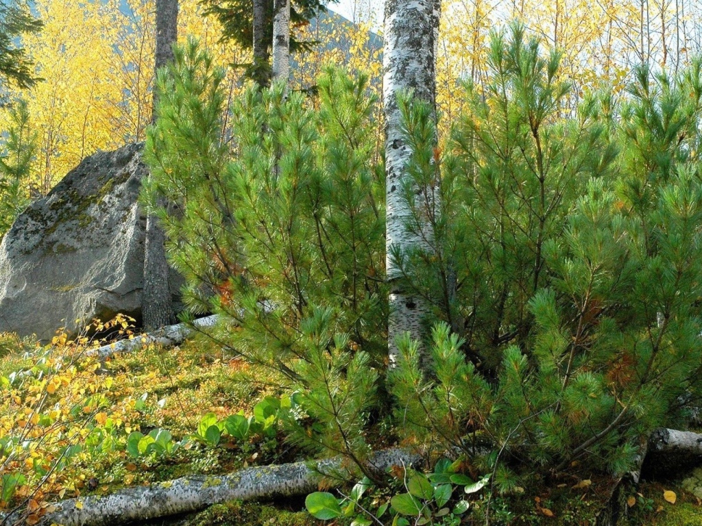 Лесной пейзаж с камнем