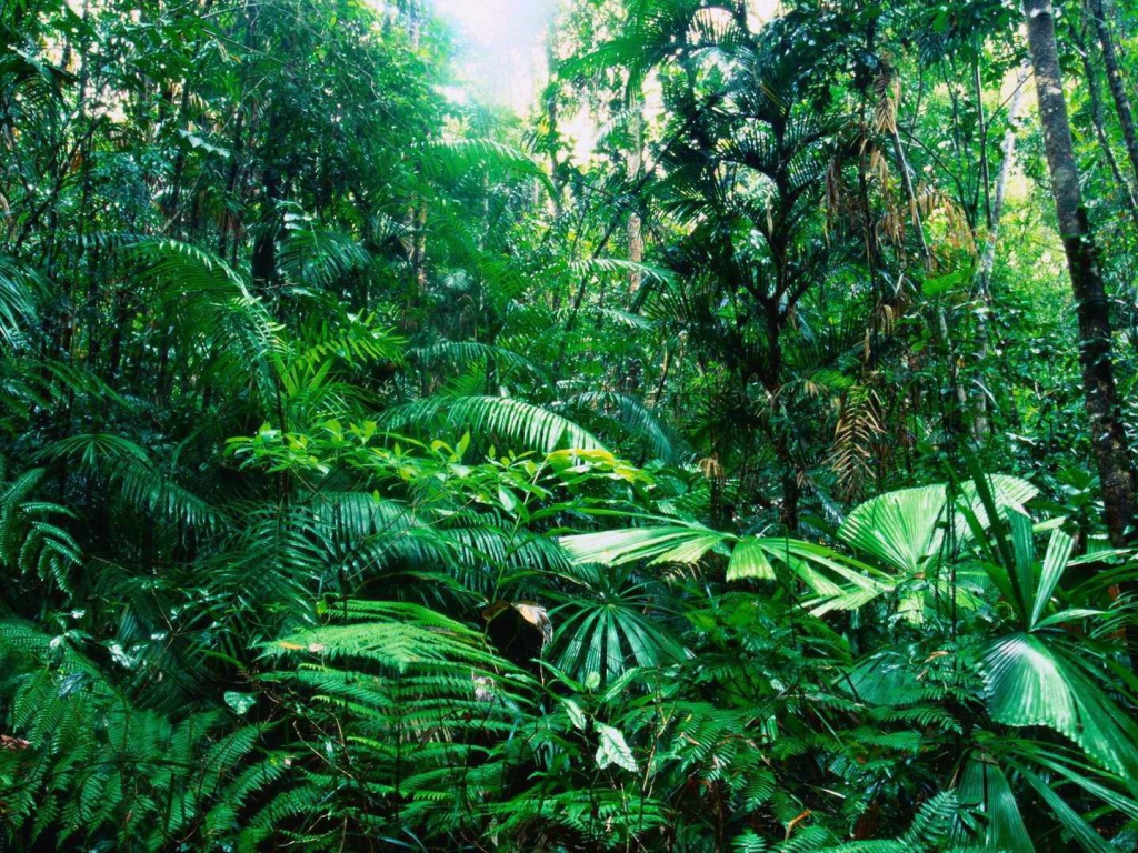 Тропический лес Австралии