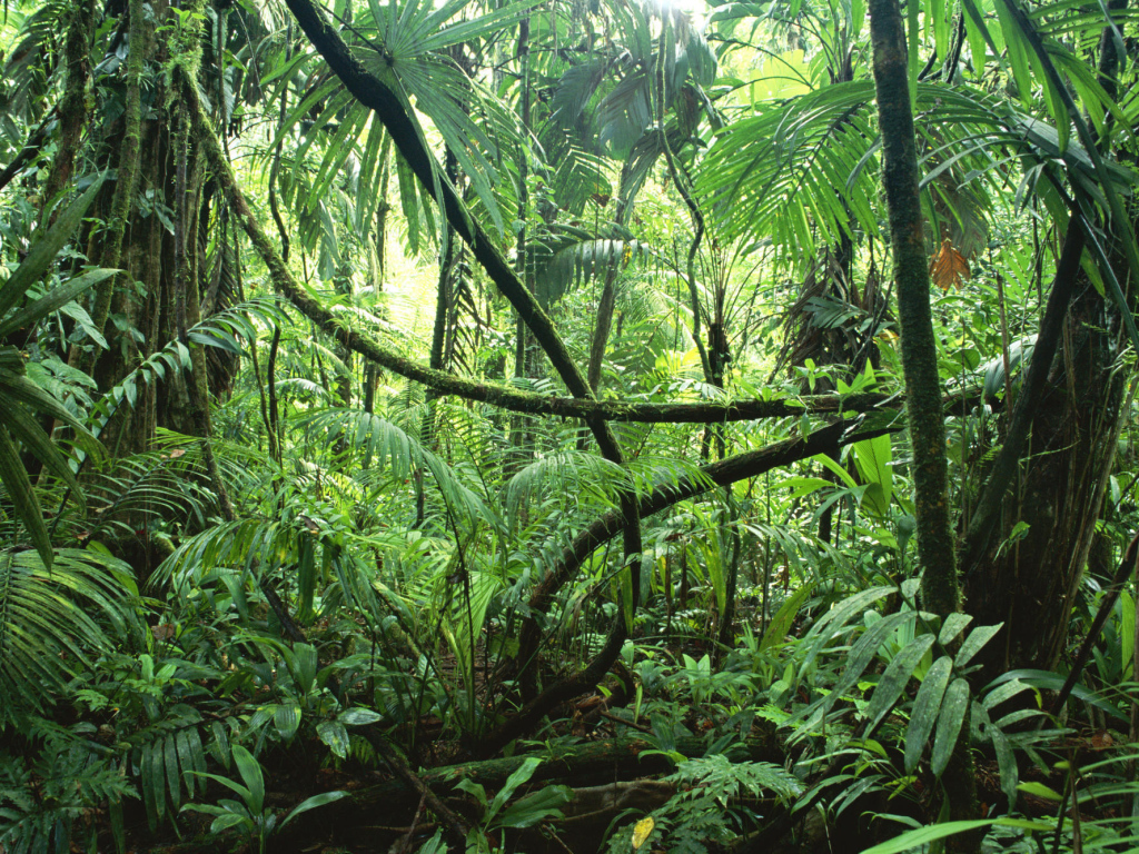 Тропические джунгли Сельвы