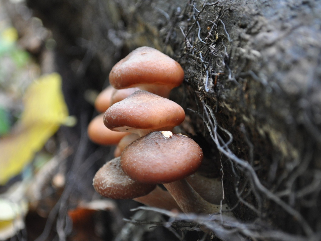 Грибы опята