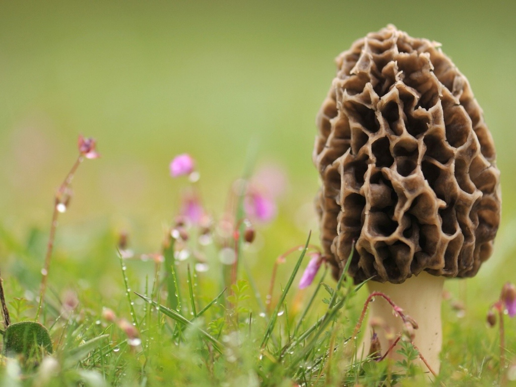 Гриб сморчок