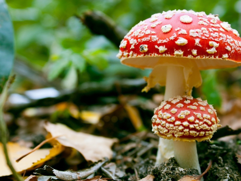 Poisonous mushrooms Amanita