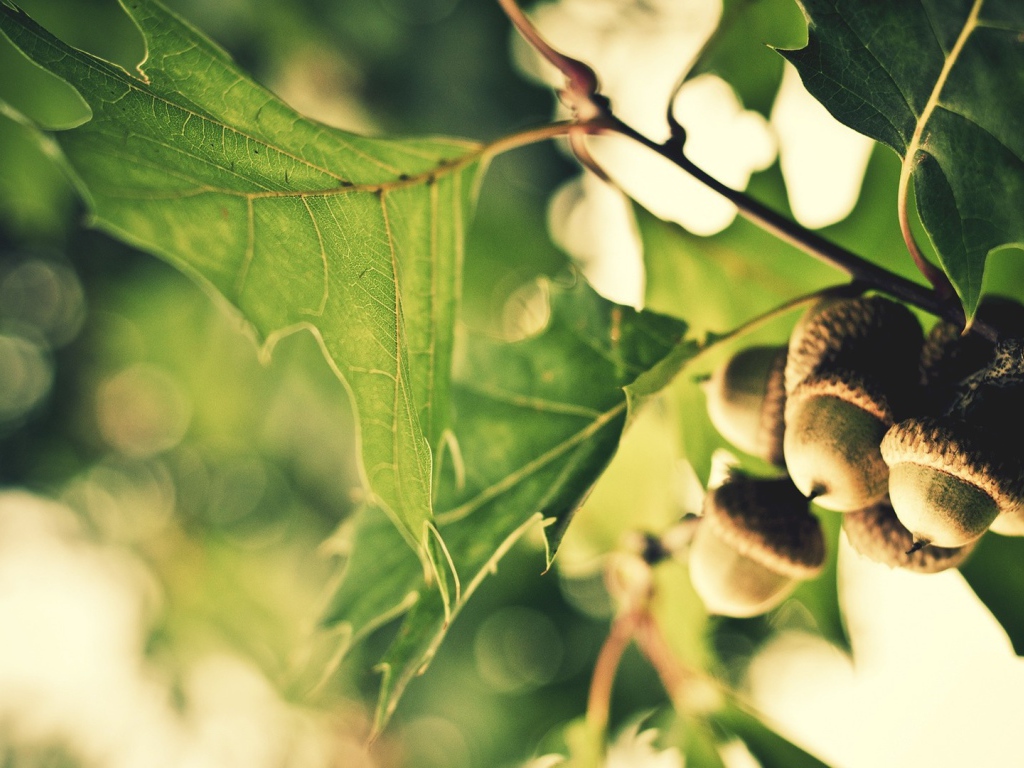 Желуди на ветке