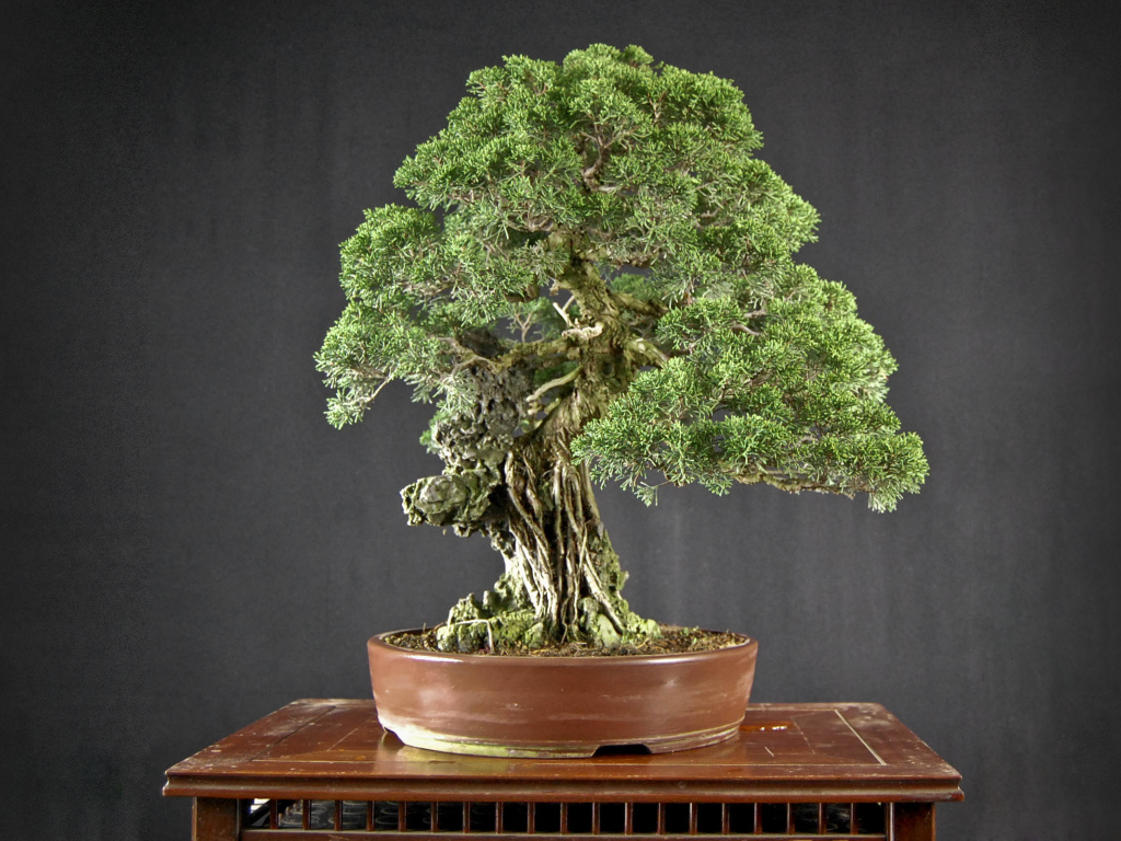 Бонсай
