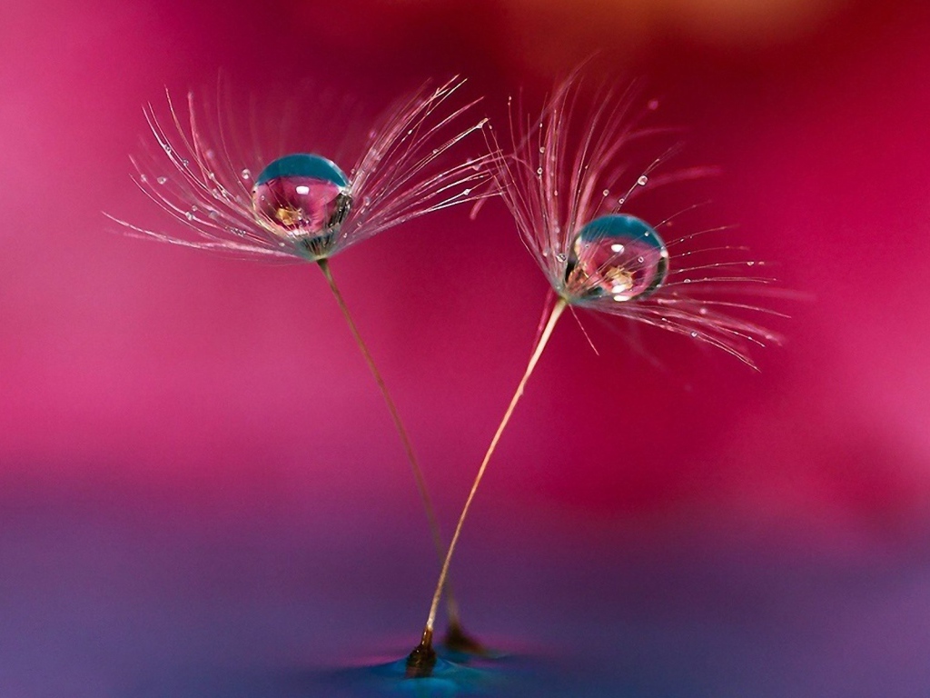 Семена одуванчика в воде