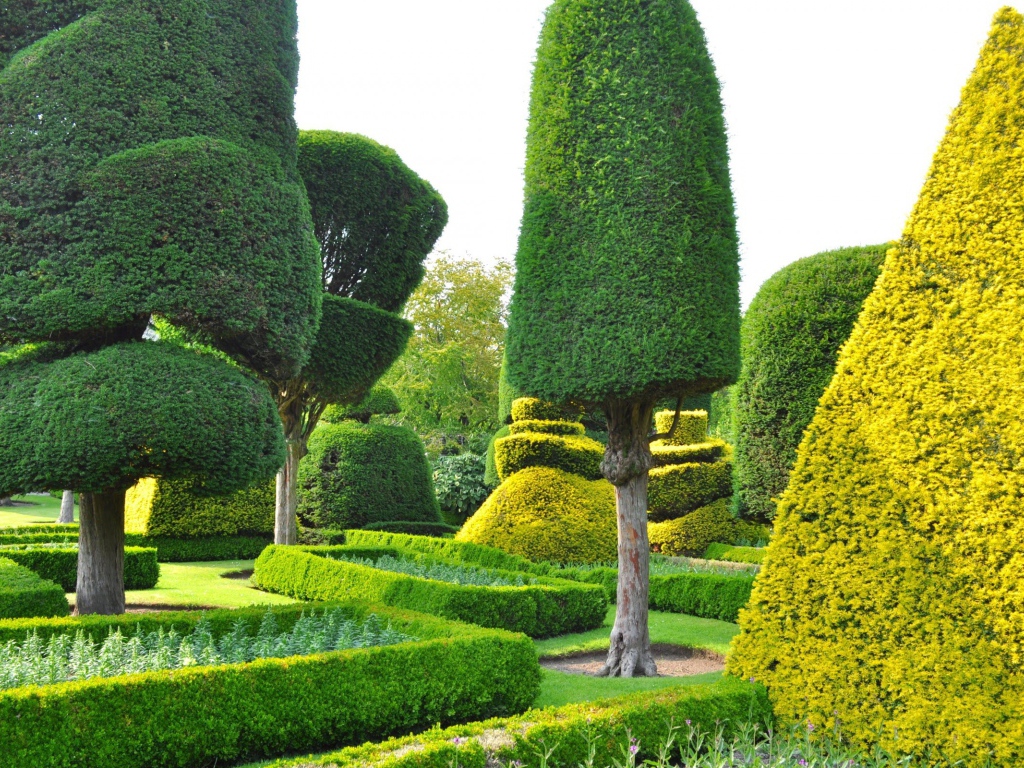 Ровные кроны деревьев