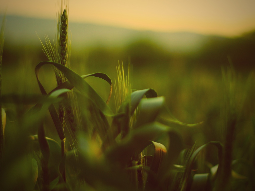 Трава с колосьями