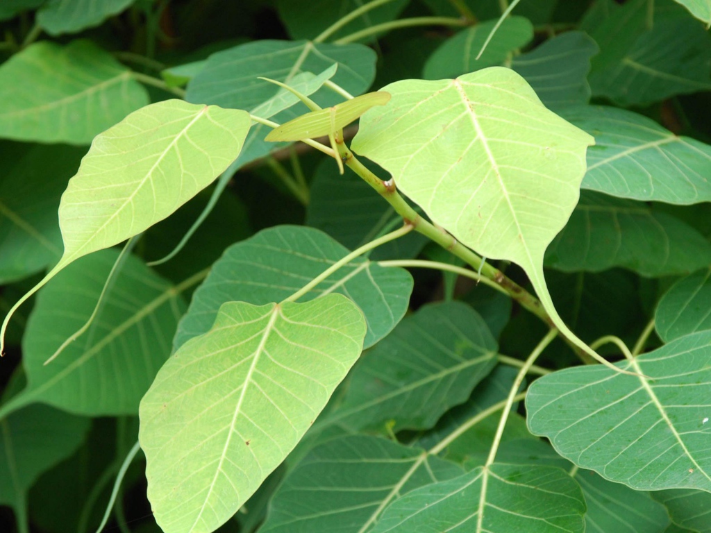 Зеленый кустарник