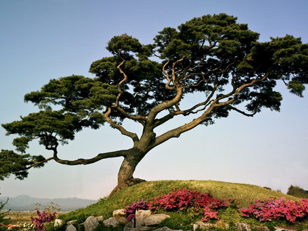 Японская сосна на горе