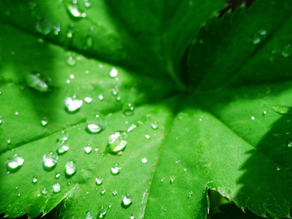 Зеленый листок с капельками воды