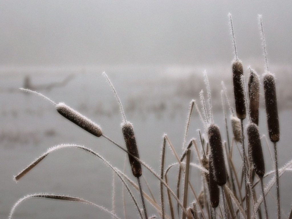 Одинокие камыши