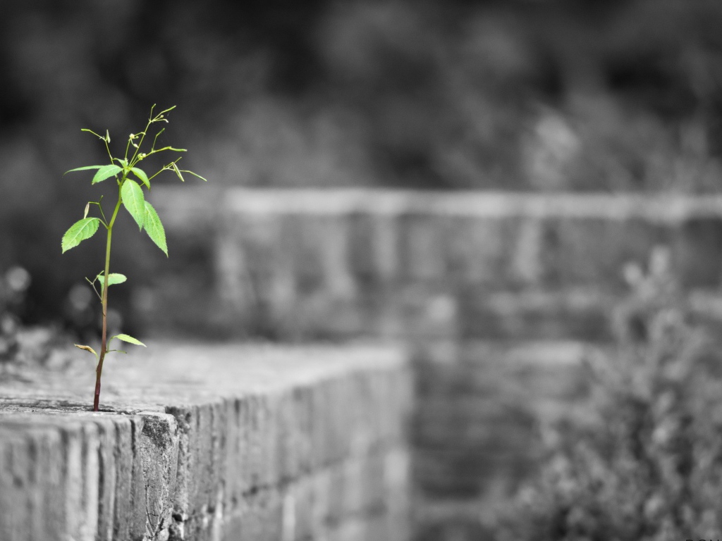 Одинокое растение