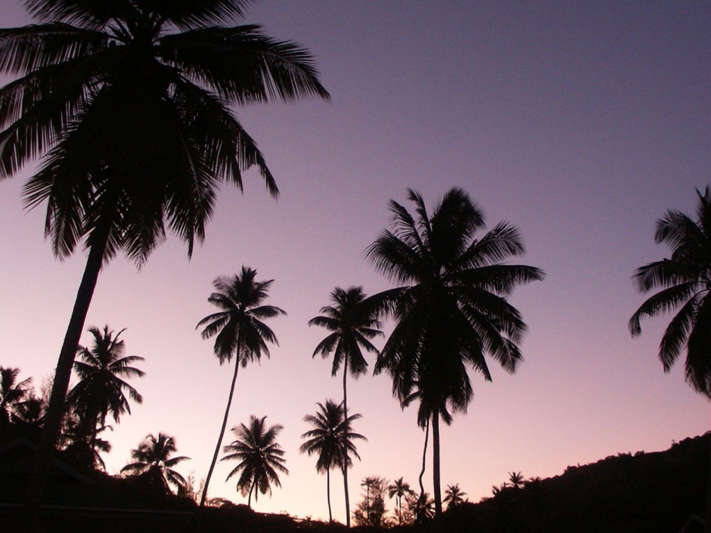 Пальмы на вечернем небе