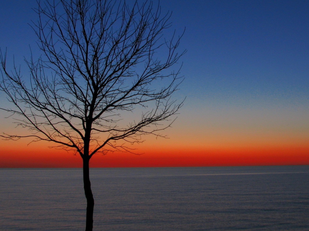 Дерево на утренней заре