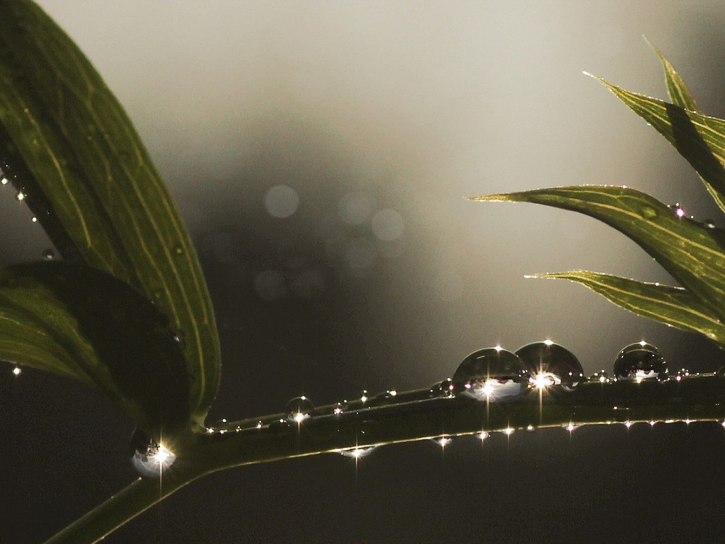 Блестящие капли росы на ветке