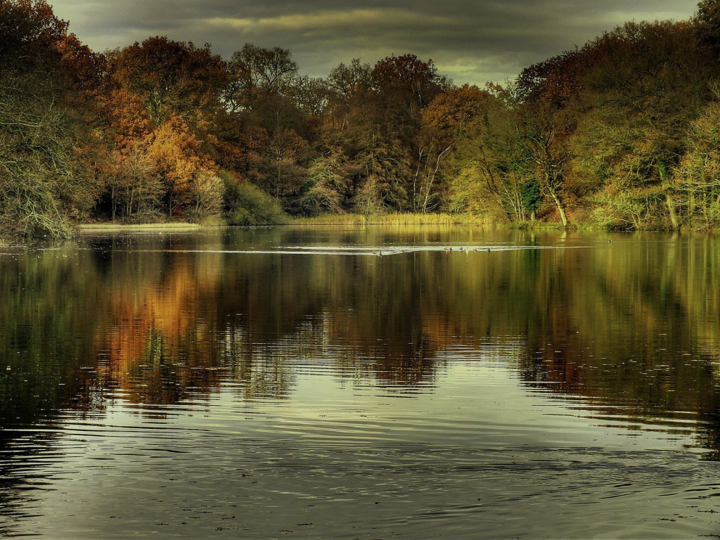 Утки на озере