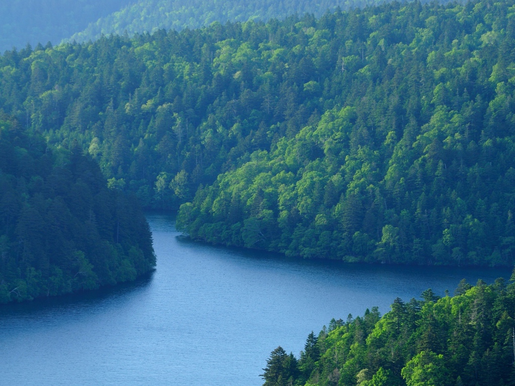 Лес у большой реки