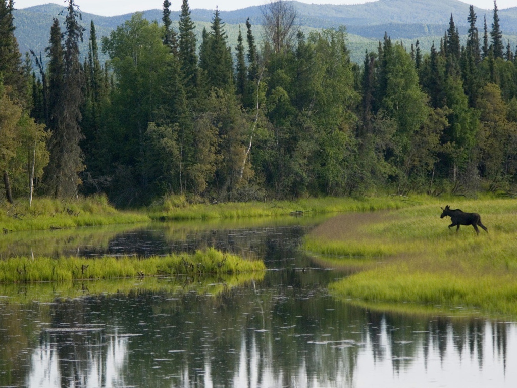 Лось бежит по болоту